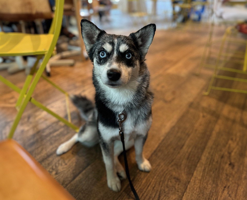 Widdle Wuta the Pomsky